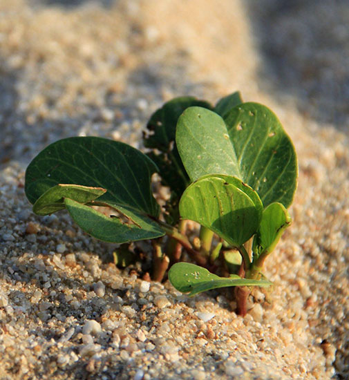 艺考生高考文化课